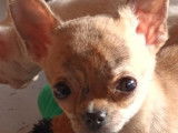 Femelles Chihuahua à poil long LOF à vendre