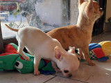 Femelles Chihuahua à poil long LOF à vendre