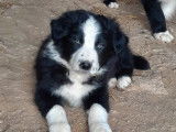 Vente de chiots Border Collies noir et blanc mâles (non LOF)