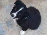 Vente de chiots Border Collies noir et blanc mâles (non LOF)