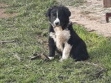 Vente de chiots Border Collies noir et blanc mâles (non LOF)