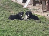 Vente de chiots Border Collies noir et blanc mâles (non LOF)