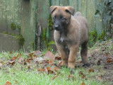 R&eacute;servation de 3 chiots Bergers Belges Malinois m&acirc;les fauve bring&eacute; (LOF)