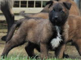 R&eacute;servation de 3 chiots Bergers Belges Malinois m&acirc;les fauve bring&eacute; (LOF)