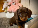 Deux chiots Teckels femelles de robe chocolat (LOF), à vendre