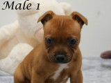 À réserver, 2 chiots Staffordshire Bull Terriers mâles de couleur feu (LOF)