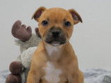 À réserver, 2 chiots Staffordshire Bull Terriers mâles de couleur feu (LOF)
