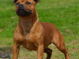 À réserver, 2 chiots Staffordshire Bull Terriers mâles de couleur feu (LOF)
