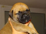 8 chiots Bullmastiffs LOF à réserver