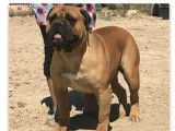 8 chiots Bullmastiffs LOF à réserver