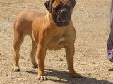 8 chiots Bullmastiffs LOF à réserver