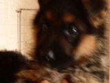 3 chiots Bergers Allemands LOF, disponible à la réservation