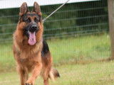 3 chiots Bergers Allemands LOF, disponible à la réservation