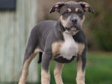 Chiots femelles American Bully XL et XXL à vendre