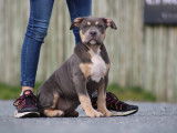 Chiots femelles American Bully XL et XXL à vendre