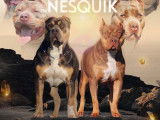 Chiots femelles American Bully XL et XXL à vendre