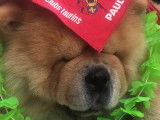 Chow Chow disponible pour saillie