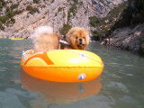 Chow Chow disponible pour saillie