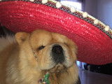 Chow Chow disponible pour saillie