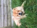 Chow Chow disponible pour saillie