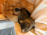 Chow Chow disponible pour saillie