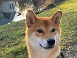 Magnifique Shiba Inu mâle disponible pour saillie