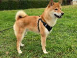 Magnifique Shiba Inu mâle disponible pour saillie