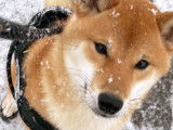 Magnifique Shiba Inu mâle disponible pour saillie