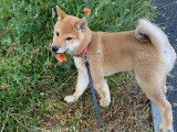 Magnifique Shiba Inu mâle disponible pour saillie