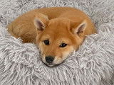Magnifique Shiba Inu mâle disponible pour saillie