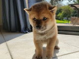 Magnifique Shiba Inu mâle disponible pour saillie