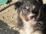 &Agrave; r&eacute;server : un chiot femelle Berger Australien LOF tricolore
