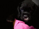 À réserver : un chiot femelle Cocker Américain noire non LOF