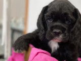 À réserver : un chiot femelle Cocker Américain noire non LOF