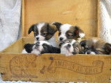 À réserver : 3 chiots mâles Épagneul Nains Continentals Papillons LOF