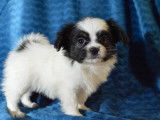 À réserver : 3 chiots mâles Épagneul Nains Continentals Papillons LOF