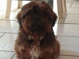 À vendre une chienne adulte Shih Tzu LOF fauve de 3 ans