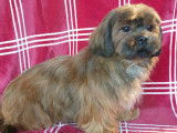 À vendre une chienne adulte Shih Tzu LOF fauve de 3 ans