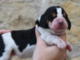&Agrave; r&eacute;server : 6 chiots Basset Hounds tricolores (LOF)