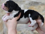 &Agrave; r&eacute;server : 6 chiots Basset Hounds tricolores (LOF)