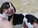 &Agrave; r&eacute;server : 6 chiots Basset Hounds tricolores (LOF)