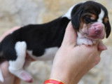 &Agrave; r&eacute;server : 6 chiots Basset Hounds tricolores (LOF)