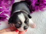 R&eacute;servation d&rsquo;un chiot Chihuahua m&acirc;le tricolore (LOF)