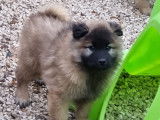 Chiots Eurasiers LOF disponibles à la vente