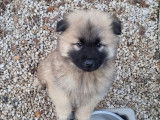 Chiots Eurasiers LOF disponibles à la vente