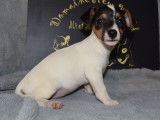 À acheter : 5 chiots Jack Russell Terriers à la robe blanche (LOF)