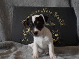 À acheter : 5 chiots Jack Russell Terriers à la robe blanche (LOF)