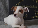 À acheter : 5 chiots Jack Russell Terriers à la robe blanche (LOF)