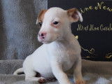 À acheter : 5 chiots Jack Russell Terriers à la robe blanche (LOF)