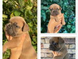 5 chiots Bouledogues Français à réserver LOF